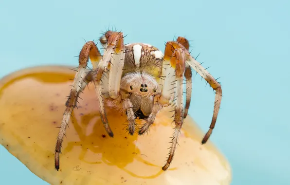 Spider, bokeh, Koledova Irina, macro photography of insects, The Krestovik Spider