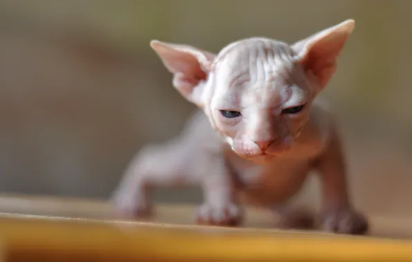 Cat, light, kitty, baby, face, bokeh, Sphinx