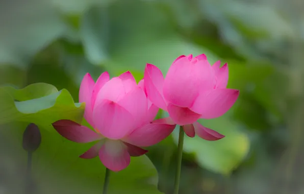 Picture leaves, nature, petals, Lotus