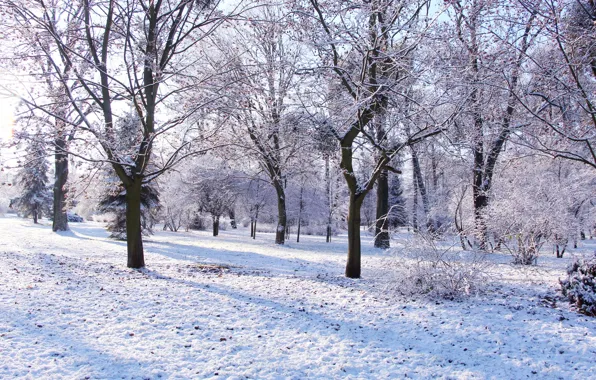 Picture white, park, winter, tree, cold