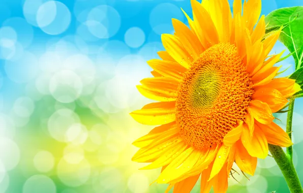 Picture light, nature, sunflower, petals, Blik