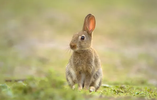 Grass, pose, grey, glade, hare, rabbit, bokeh, rabbit