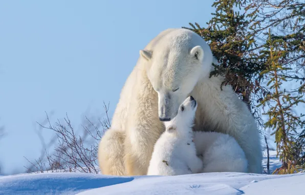 Winter, animals, snow, nature, predators, bears, bears, tree