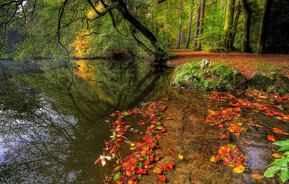 Autumn, forest, water, trees, nature, plants, forest, trees