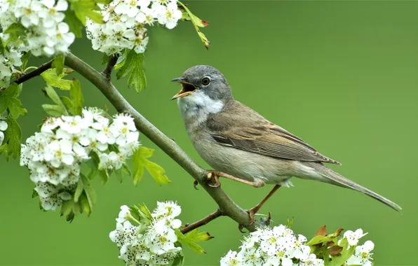Picture branches, bird, spring, flowering, sings, Warbler