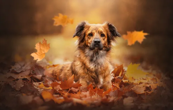 Autumn, look, face, dog, maple leaves, bokeh, fallen leaves