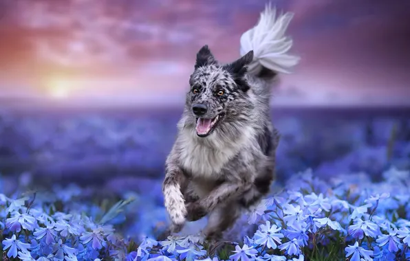 Field, flowers, nature, dog, running, dog