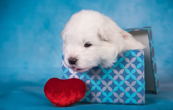 Language, white, box, heart, dog, baby, muzzle, puppy