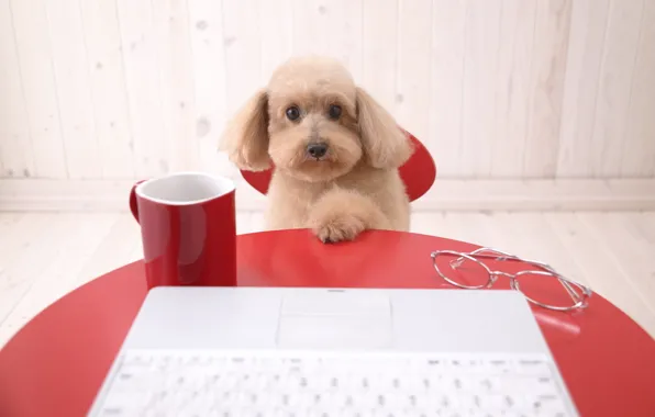 Computer, table, dog, poodle