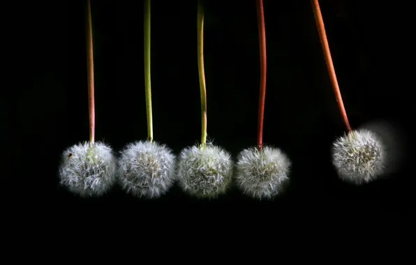 Flowers, background, dandelion