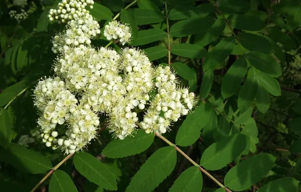 Greens, foliage, spring, white flowers, Rowan, stamens. petals