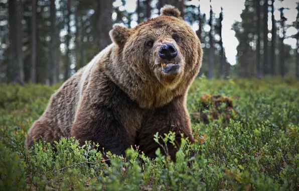 Forest, nature, smile, bear, beast, The Bruins, Alexander Perov