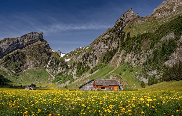 Picture field, the sky, the sun, trees, flowers, mountains, yellow, rocks