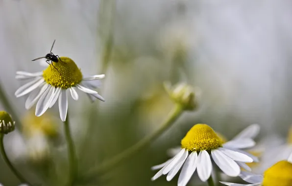 Chamomile, blur, insect