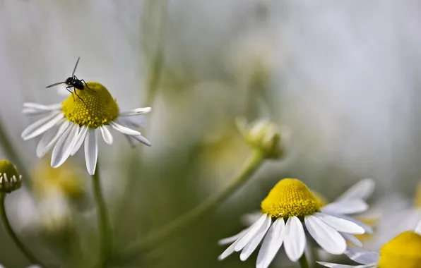 Picture chamomile, blur, insect