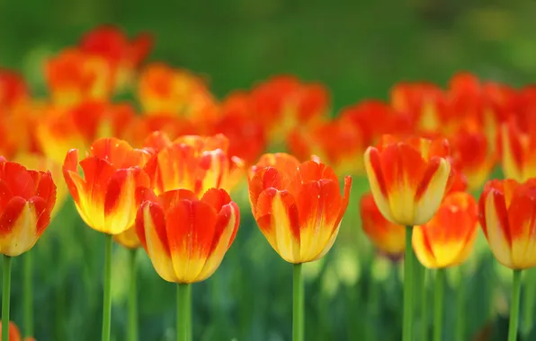 Picture spring, petals, garden, stem, meadow, tulips