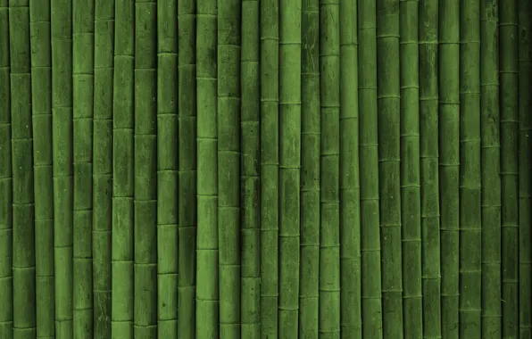 Picture bamboo, texture green style