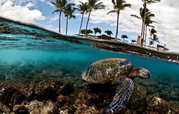 Picture sea, palm trees, turtle