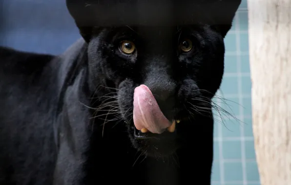 Picture language, cat, face, Panther, black Jaguar