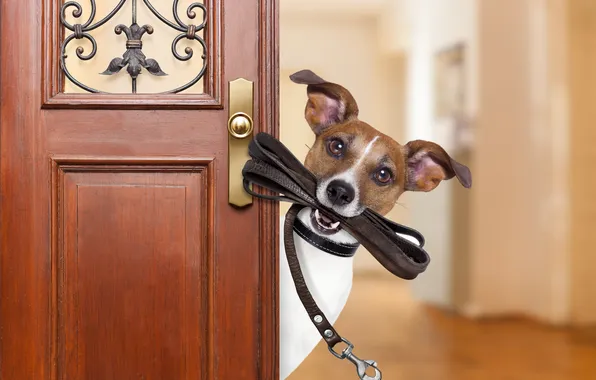 Picture home, entrance, friend, funny, joke, go walkies, jack russell, joy