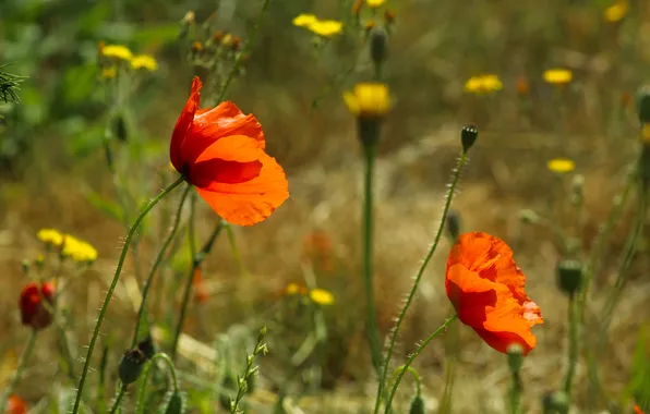 Red, flower, poppy