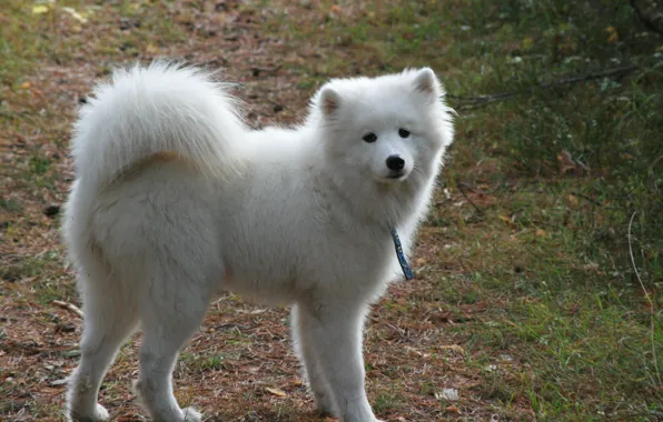 Dogs, background, dog, white, walk, fluffy, Samoyed