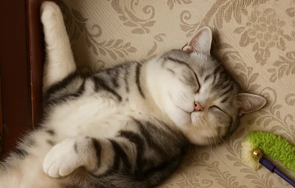 Cat, cat, look, pose, legs, sleeping, lies, face