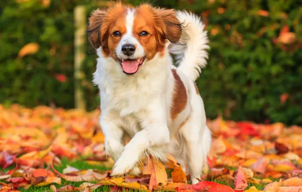 Picture autumn, leaves, joy, mood, dog, Kooikerhondje
