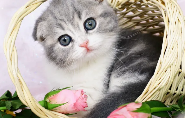 Cat, look, flowers, pose, kitty, grey, portrait, roses