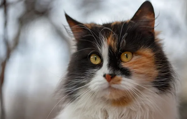 Cat, eyes, cat, look, face, branches, background, portrait