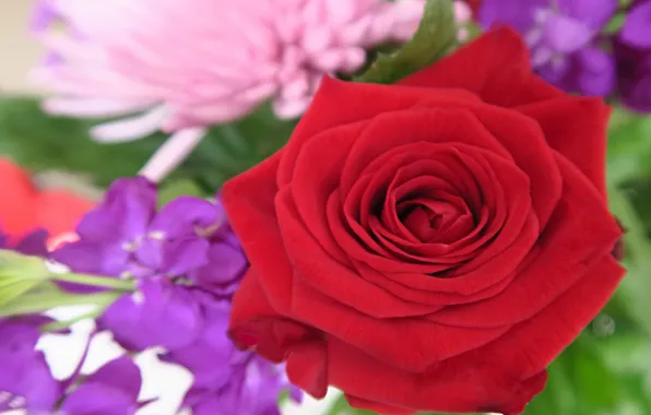 Macro, roses, red rose, buds, bokeh