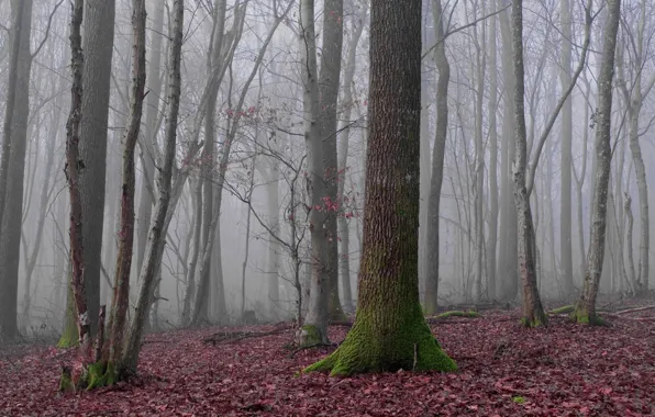 Picture forest, trees, nature, fog