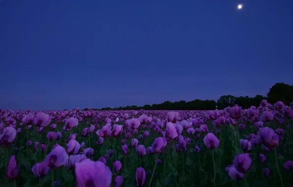 Field, forest, summer, the sky, flowers, night, darkness, blue