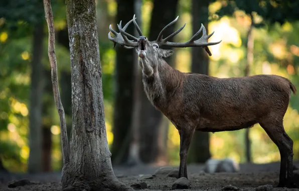 Forest, face, light, trees, pose, trunks, deer, mouth