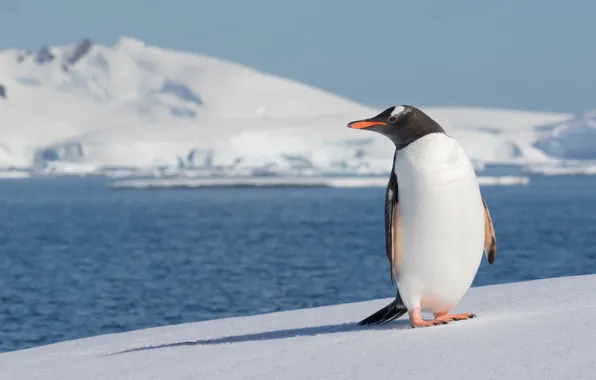 Picture sea, snow, bird, penguin, Antarctica