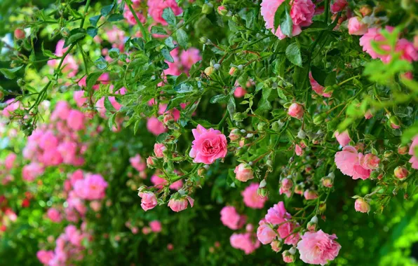 The bushes, Pink roses, Pink roses