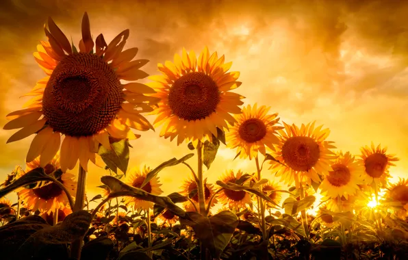 The sky, the sun, sunflowers
