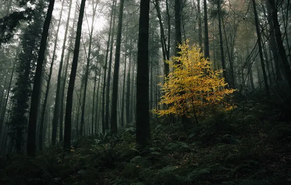 Picture autumn, forest, trees, nature