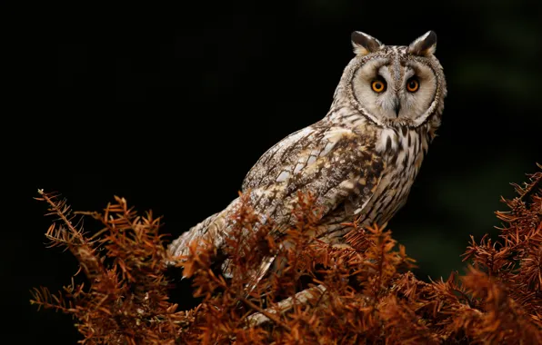 Picture look, the dark background, owl, bird, needles, owl