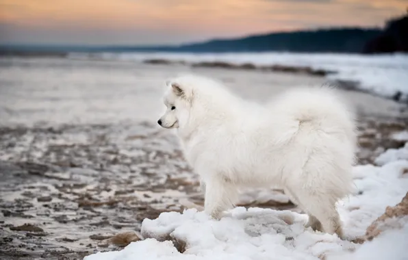 Winter, forest, the sky, snow, sunset, nature, pose, shore