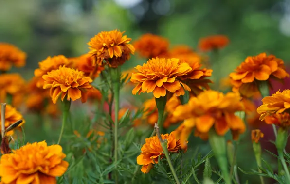 Flowers, garden, orange, flowerbed, bokeh, marigolds