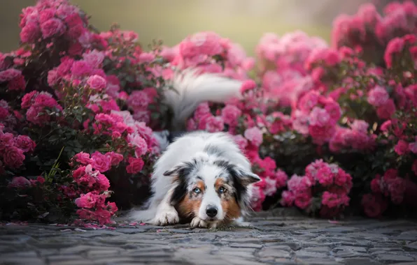 Picture flowers, roses, dog, Australian shepherd, Aussie, rose bushes