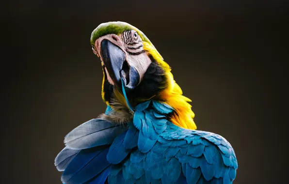 Yellow, blue, macaw, Ara ararauna