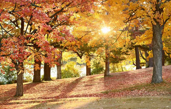 Picture autumn, trees, nature