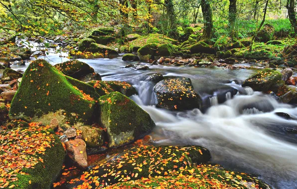 Picture autumn, forest, leaves, river, stones, moss