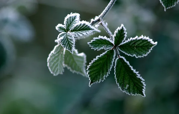 Picture macro, foliage, branch, frost