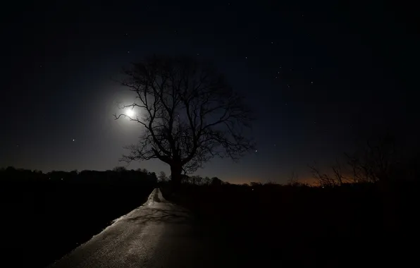 Road, night, tree