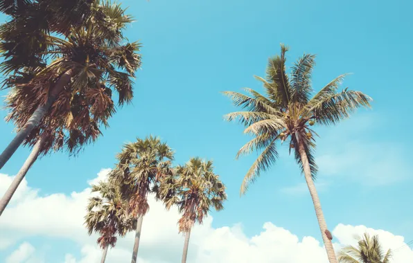 Beach, summer, the sky, palm trees, shore, summer, beach, seascape