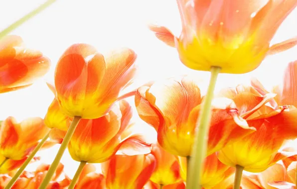 Picture flowers, beautiful, bright, orange, a bunch