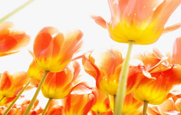 Flowers, beautiful, bright, orange, a bunch